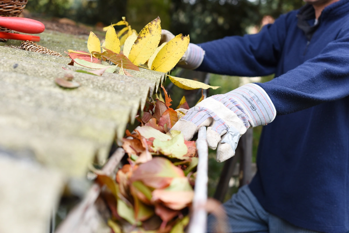 leaves in gutters