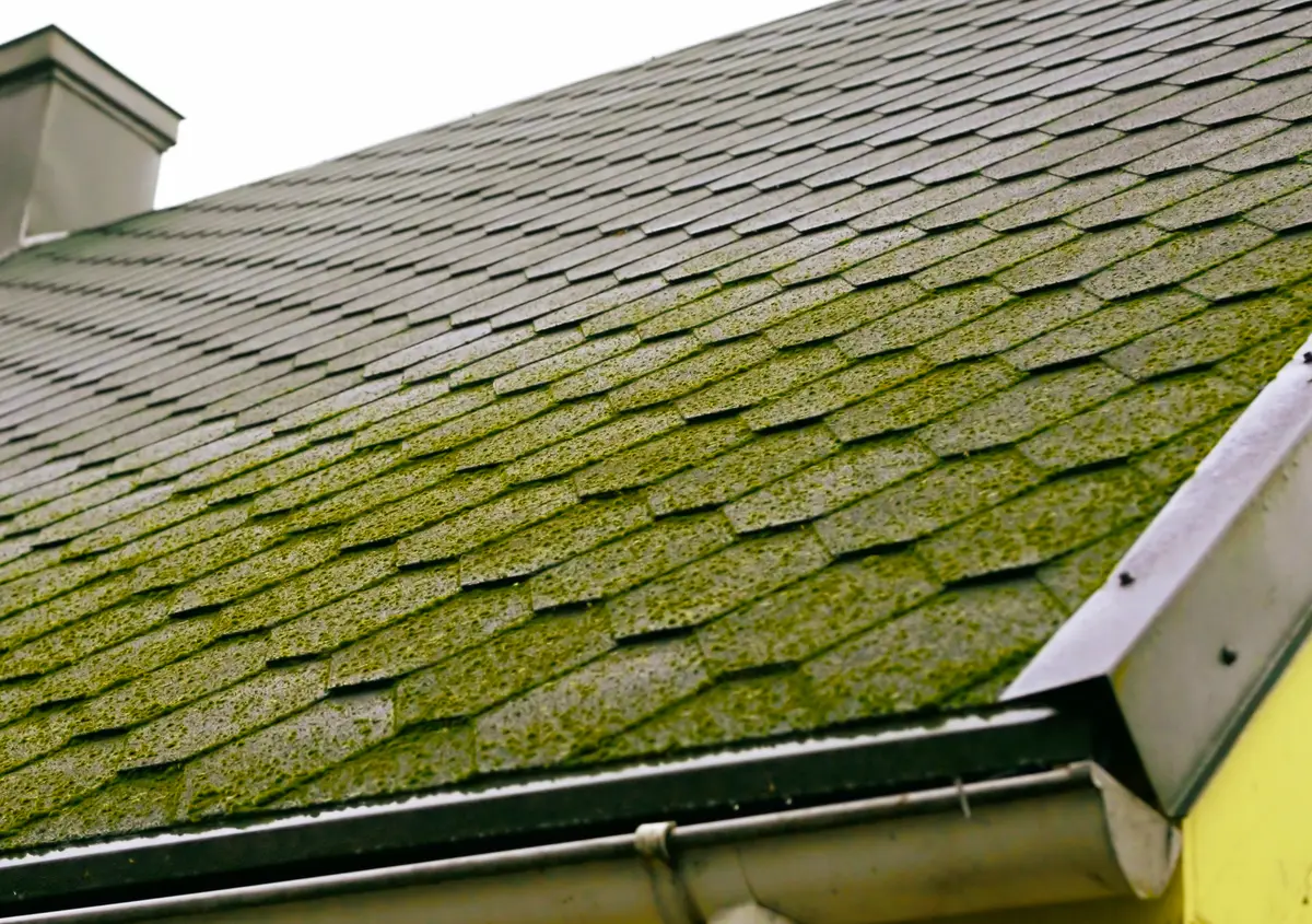 moss on shingles